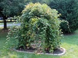 How Doesyour Garden Grow Wildlife Gardening Backyard Growing Raspberries