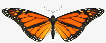 With tenor, maker of gif keyboard, add popular butterfly animated gifs to your conversations. Monarch Butterfly Transparent Gif Png Image Transparent Png Free Download On Seekpng