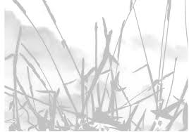 Image result for Eccoptocarpha obconiciventris