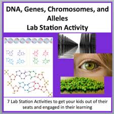 Having brothers or sisters can be great, but sometimes it means you have more. Alleles And Genes Worksheets Teaching Resources Tpt