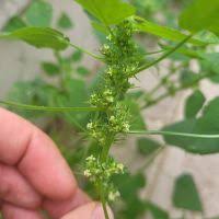 Image result for Acalypha brachystachya