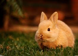 Download free bunnies wallpapers for your desktop. Cute Bunny Wallpapers Wallpaper Cave