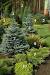 Small Space Small Evergreen Trees