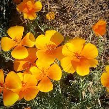 Orange Evening Primrose Evening Primrose Plants Primrose