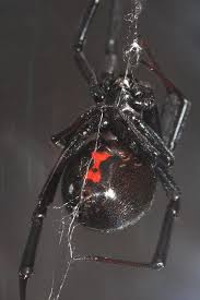 You may be surprised by the spiders that make our list. 3 Spiders Not To Mess With In North America Black Widow Spider Widow Spider Spider Bites