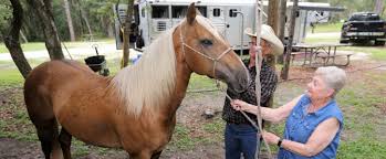 Come join the discussion about performance, builds, accessories, mods,specs, troubleshooting, maintenance, and more! Horseback Riding At Cross Florida Greenway Florida State Parks