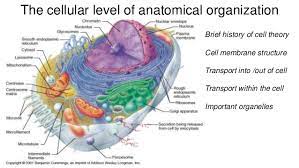 What Is The Most Important Cell Organelle