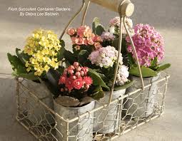 The competition of supermarkets is very good for customer. Supermarket Kalanchoes Succulents You Grow For Their Flowers Debra Lee Baldwin