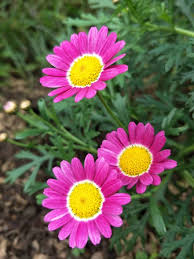 Image result for Margaretta rosea