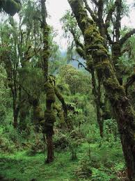 Image result for Pancovia golungensis