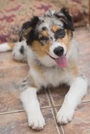 Characteristics Of The Australian Shepherd Border Collie Mix Dogappy However, most of these dogs tend to be black and white, red and white, tricolor, or merle. australian shepherd border collie mix