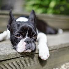 Demodectic mange occurs when a dog's immune system is compromised, and the mites begin to overtake their fur and skin. Why Is My Boston Terrier Losing Hair Remedies Solutions Boston Terrier Society