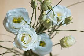 A single rose can be my garden… a single friend, my world. 9 Flowers That Look Like Roses With Pictures Garden Tabs