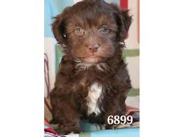Multigenerational cavapoos (multigens for short) are cavapoo puppies where both the mother and the father are cavapoos. Havapoo Dog Male Chocolate White 2013483 Petland Carriage Place