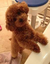 alfie the red toy poodle 8 months old poodle haircut poodle poodle puppy