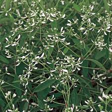 Maybe you would like to learn more about one of these? Euphorbia Diamond Frost White Flower Farm