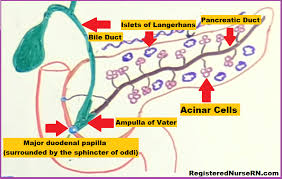 Pancreatitis Nclex Review