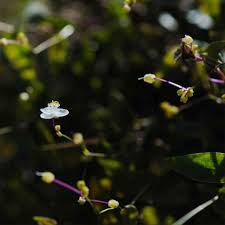 Image result for Gibasis