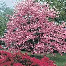 If you're wondering where to buy affordable flowering trees online, then you've come to the right place. Pink Dogwood Pink Dogwood Tree Flowering Trees Spring Flowering Trees