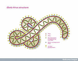 The viral family filoviridae consists of two distinct genuses, marburgvirus and ebolavirus. B0009905 Ebola Virus Structure Illustration Jon Lieff Md