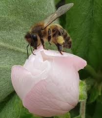 List of container flowers for bees. Julia S Blog