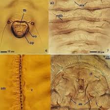 Image result for Paranecepsia alchorneifolia