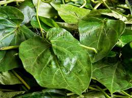 15 Medicinal Values Of Utazi Straightnews