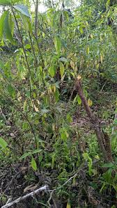 Image result for Barleria pretoriensis