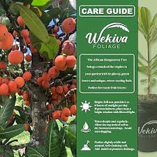 Image result for Garcinia livingstonei