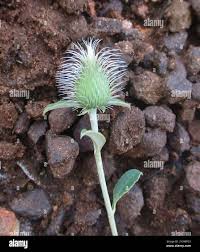 Image result for Dicoma