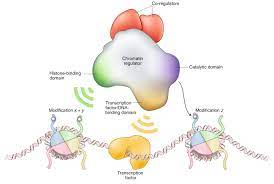 From script mods and new buildings to new sounds and many other types of modifications. Reevaluating The Roles Of Histone Modifying Enzymes And Their Associated Chromatin Modifications In Transcriptional Regulation Nature Genetics
