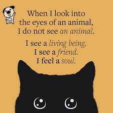When I Look Into The Eyes Of An Animal Quote Home Page Animals Being Cute In 2020 Cat Quotes Animal Quotes Crazy Cats