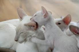 Ab wann dürfen katzenbabys von der mutter weg? Katzenbabys Aufziehen Die Ersten Wochen Markt De