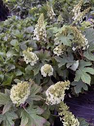 Image result for Hydrangea quercifolia