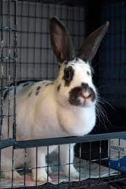 Pin On Adoptable Small Animals