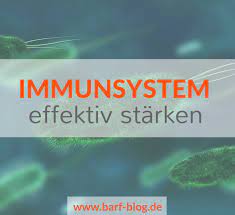 Barf Wie Starkt Man Das Immunsystem Von Hunden Und Katzen