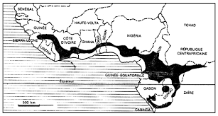 Image result for Terminalia superba