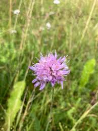 Image result for Caprifoliaceae