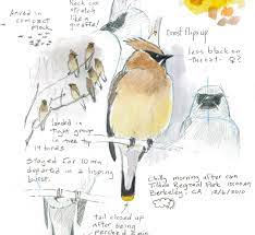 How To Draw A Bird | Audubon