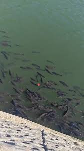 Nainital Latest News 31 May 2026 Fish 🐠 at Nainital lake #life #loveislove #naturelovers