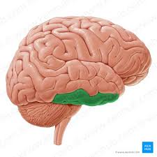 Image result for Brain Gyri