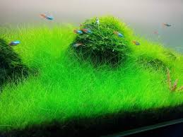 Rekomendasi hiasan aquarium mini yang berkualitas Ragam Hiasan Aquarium Dan Tips Dekorasi Inreview Id