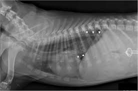 Adverse reactions affecting the lung: Acute Gastroesophageal Intussusception In A Juvenile Australian Shepherd Dog Endoscopic Treatment And Long Term Follow Up Bmc Veterinary Research Full Text