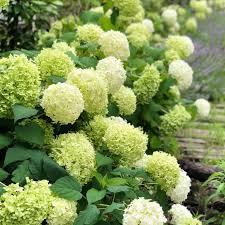 アナベルの育て方 剪定の時期は 鉢植えでも育てられる Greensnap グリーンスナップ