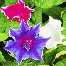 Image result for Ipomoea kituiensis