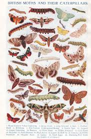 Black And White Spotted Caterpillar Uk Vintage Insect Print Entomology Moth Caterpillars Insects Natural History Illustration 6 95 Via Etsy Uk Moths Scientific Illustration Butterfly Species