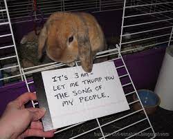 Bunnies And Sunshine Bunny Shaming Cute Baby Bunnies Pet Bunny Funny Bunnies