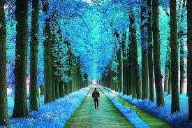 Maybe you would like to learn more about one of these? Cool Nature Pictures Hd Wallpaper Novocom Top