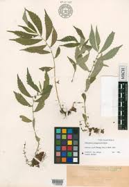 Image result for Droguetia iners