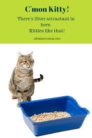 This costs about twice as much as the other clay based cat litters. Pin On Kitty